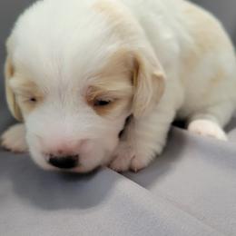 Charlie - Apricot male Assorted Doodle Crosses puppy in Blackfoot, Idaho from Lucky Pup Meadows