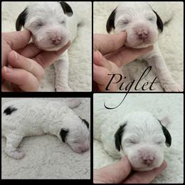 Piglet - Parti female Poodle puppy in Wheatland, California from Sapphire Ridge Poodles