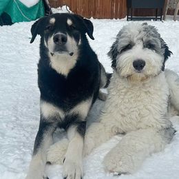 Assorted Doodle Crosses and Newfypoo All Grown Up from Arizona Doodle Trails