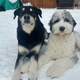 Assorted Doodle Crosses and Newfypoo All Grown Up from Arizona Doodle Trails