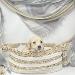 Boy 1 - Dachshund puppy in Newton, Mississippi from KP Dachshunds