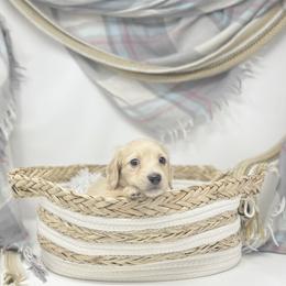 Boy 1 - Dachshund puppy in Newton, Mississippi from KP Dachshunds