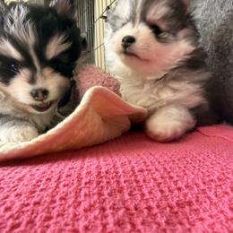 Pomsky Puppies from Nehalem Pomskies