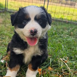 Gunslinger - Black tri male Miniature Australian Shepherd puppy in Paris, Texas from Blue Envy Mini Aussies
