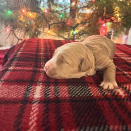 Boy 1 - male Goldendoodle puppy in Morriston, Florida from Florida's Joyful Goldendoodles