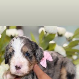 Zena - Tri-color female Bernedoodle puppy in Yuciapa, California from AlltheDoodlez_