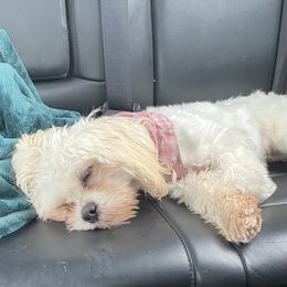 Pixie - Cream Lhasa Apso puppy in Fort Worth, Texas from Cynthia's Lhasa Apsos