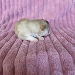 Meadow - Merle female Pomsky puppy in Aberdeen, Idaho from Willow Creek Cresteds