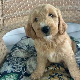 Hannah - Apricot female Goldendoodle puppy in Winchester, Virginia from Morningstar Goldendoodles