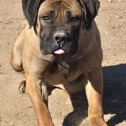 Kona - Boerboel