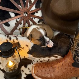 Boy 3 (yellow) - Red and white male Staffordshire Bull Terrier puppy in Lakeland, Florida from English Creek Staffords