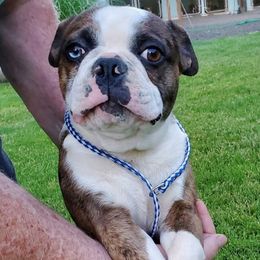 Companion Crosses and French Bulldogs from Blue’s Frenchton’s and  Frenchie’s