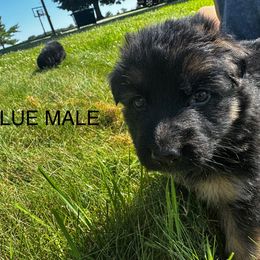 German Shepherd Puppies from Von Reams Kennels