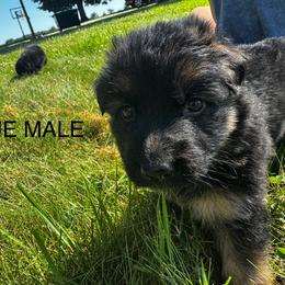 German Shepherd Puppies from Von Reams Kennels