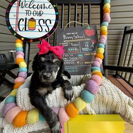 Dark Pink - Phantom female Poodle puppy in Camdenton, Missouri from Silver Lining Poodles