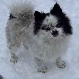 Luna - Black parti female Pomeranian puppy in Canandaigua, New York from Fingerlakes Pomeranians