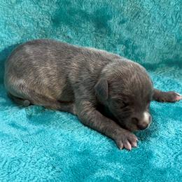 Wrangler - Blue brindle male Whippet puppy in Gentry, Arkansas from Mardel Robeson of Mulberry Hollow Whippets