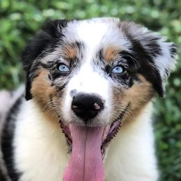 Australian Shepherds from Rock Springs Australian Shepherds