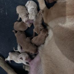 Purple - Yellow female Labrador Retriever puppy in Newton Grove, North Carolina from Wayalife Labradors & Gsp’s