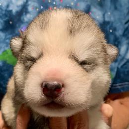 Bigfoot - Gray and white male Alaskan Malamute puppy in Palmyra, Michigan from Illusion Kennel