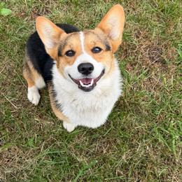 Luna - Black and tan female Pembroke Welsh Corgi puppy in Stuart, Iowa from Johnson Family Paws
