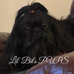 Maya - Black female Shih Tzu puppy in Walkertown, North Carolina from Lil’ Bit’s Shih Tzu