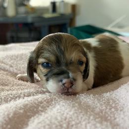 Patch - Dapple female Dachshund puppy in Jacksonville, Florida from Little Lords & Ladies Dachshunds