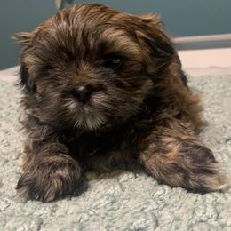Shih Tzu Puppies from Angela's Shih Tzus
