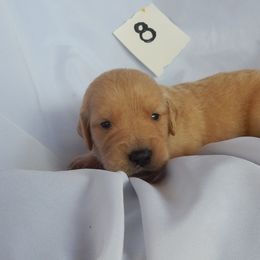 Golden Retriever and Toy Australian Shepherd Puppies from Triple-s-kennel