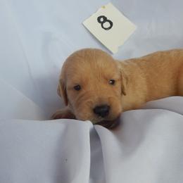 Golden Retriever and Toy Australian Shepherd Puppies from Triple-s-kennel
