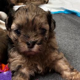 Toffee - Merle male Shihpoo puppy in Millsap, Texas from Gaston’s Posh Poodles and Doodles
