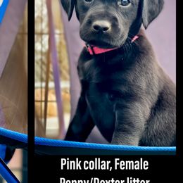 Labrador Retriever Puppies from Bluegrass Labradors