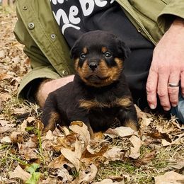 Boy 4 - Black and mahogany male Rottweiler puppy in Bowling Green, Kentucky from Vom Bruderhof Rottweilers