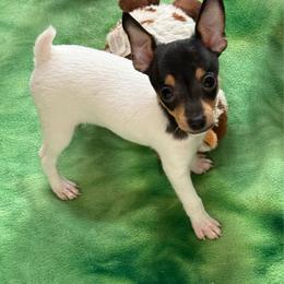 Boo - White black and tan male Toy Fox Terrier puppy in El Cajon, California from Ultra Quest Show Dogs