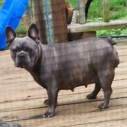 Twig - French Bulldog