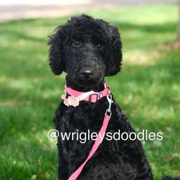 Stormy - Goldendoodle