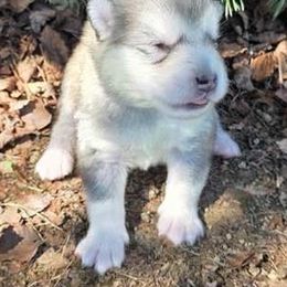 Ash - Gray and white male Alaskan Malamute puppy in Palmyra, Michigan from Illusion Kennel