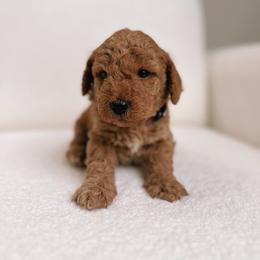 Poodle Puppies from Bruno & Co. Puppies