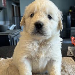 Boy 1 - Light golden male Golden Retriever puppy in Graham, Washington from Purebred Golden Paws
