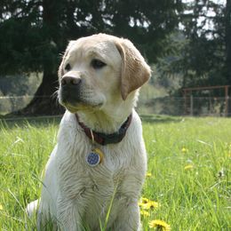 Labrador Retriever Puppies from Cecilie Drege