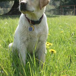 Labrador Retriever Puppies from Cecilie Drege