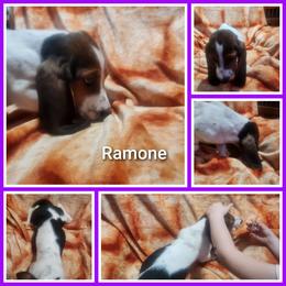 Ramone - Black white and tan male Basset Hound puppy in Mill Springs, North Carolina from Mountain View Basset Hounds