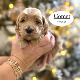 Comet - Apricot male Goldendoodle puppy in Jackson, Mississippi from T.M. Poodles & Doodles