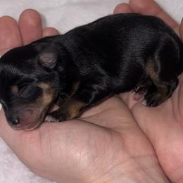 Black N Tan - Black female Miniature Schnauzer puppy in Hillsville, Virginia from Valley View schnauzers