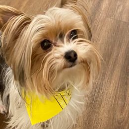 Yorkshire Terriers from Opals Gifted Hands