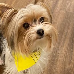 Yorkshire Terriers from Opals Gifted Hands