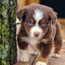 Raphael - Miniature Australian Shepherd puppy from Angel's Aussies