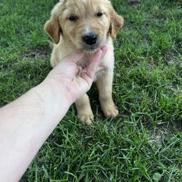Black - Dark golden male Golden Retriever puppy in Princeton, Minnesota from North Country Goldens