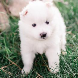 Samoyed Puppies from Mountain Legacy Samoyeds