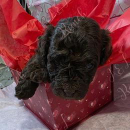 Rev - Brown and white male Aussiedoodle puppy in Loveland, Colorado from A&L Ranch Aussiedoodles